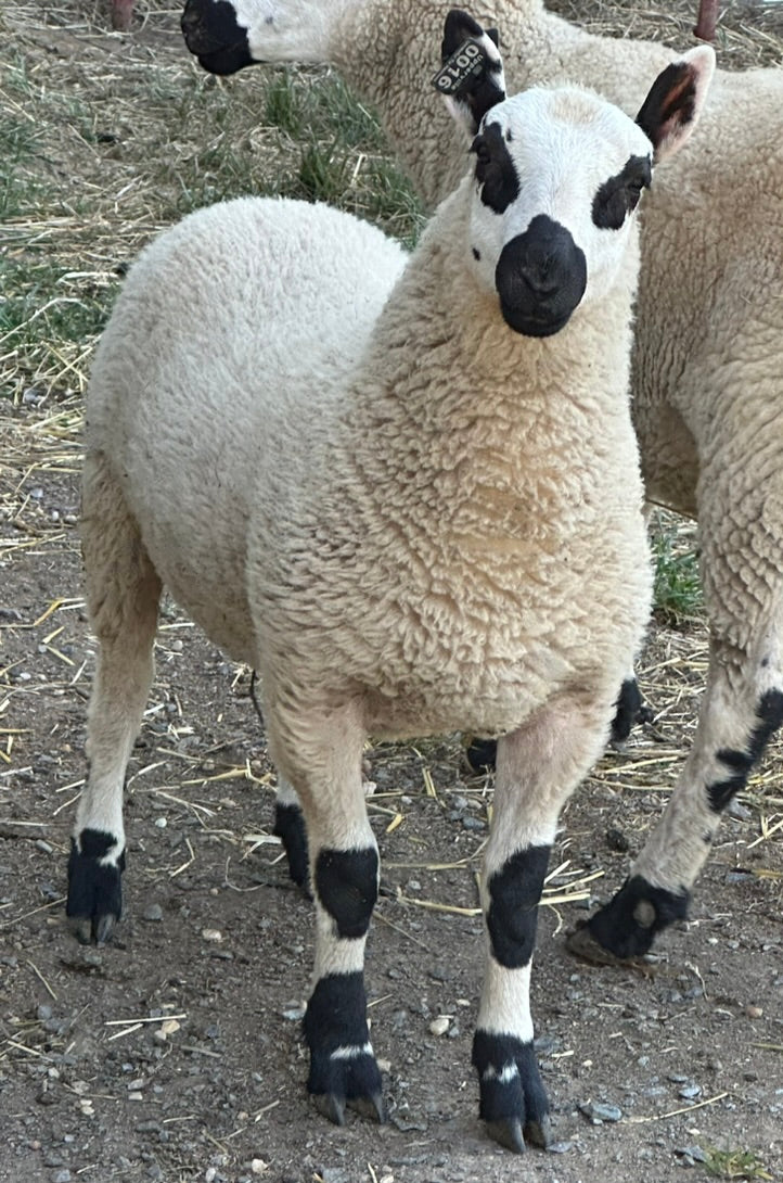 SOLD | Upperville Henry | F4 Ram Lamb