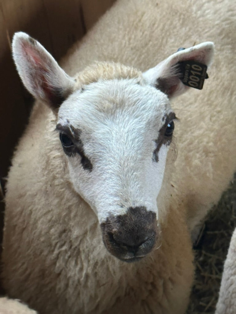 SOLD | Upperville Marigold | F1 Ewe lamb