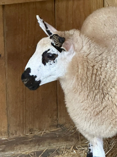 SOLD | Upperville My Fair Lady | F1 Ewe lamb