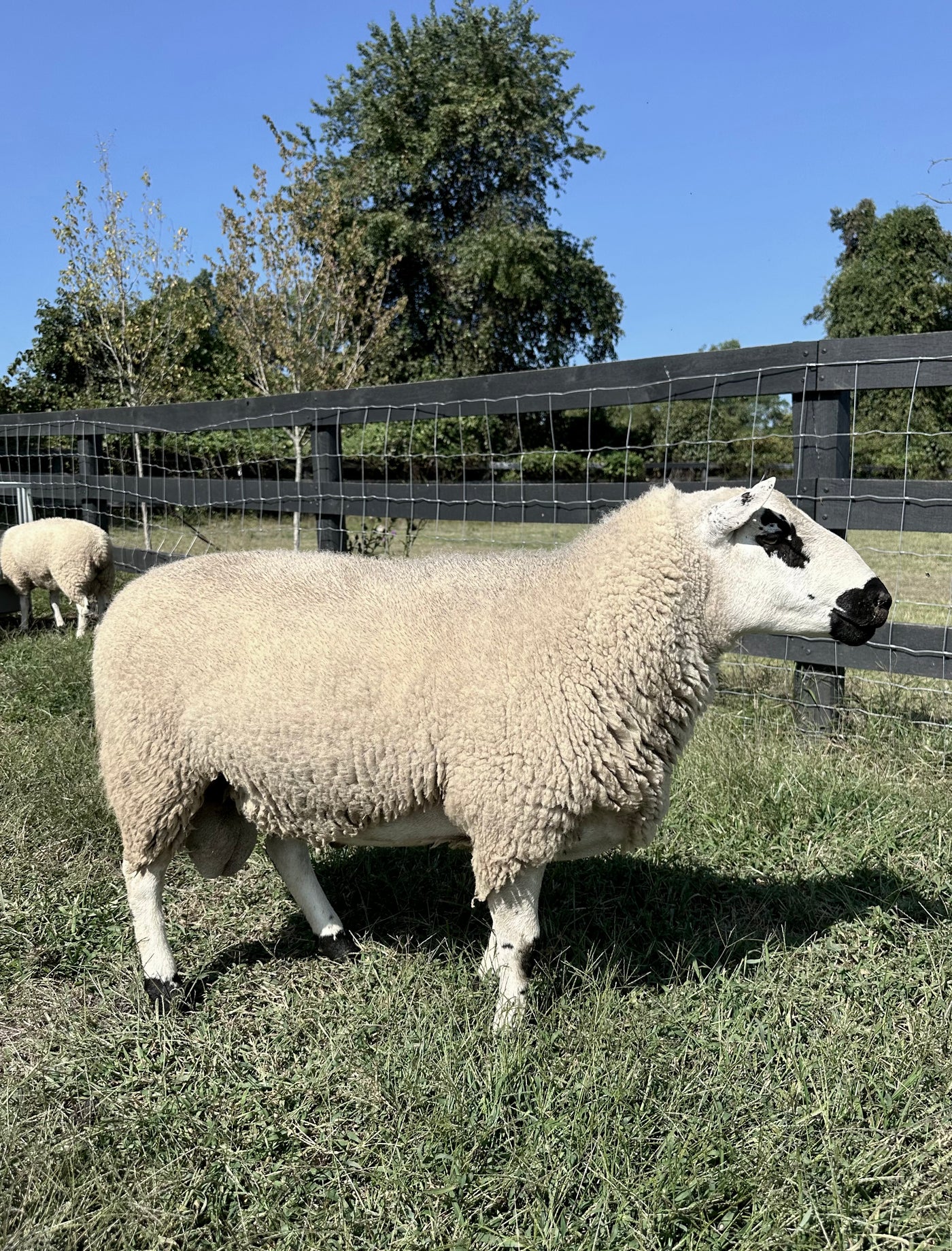 Upperville Leo- 85.5% F2 Registered Kerry Hill Ram