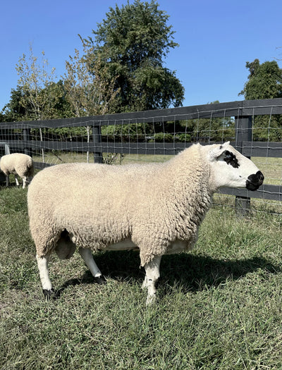 Upperville Leo- 85.5% F2 Registered Kerry Hill Ram