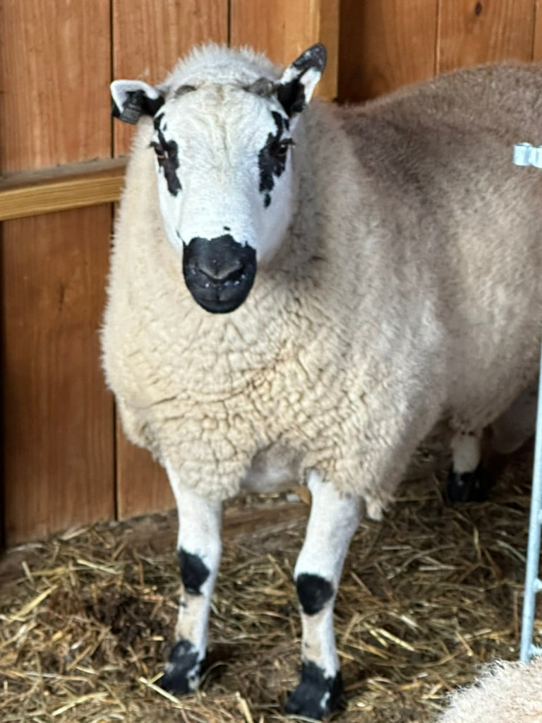 SOLD | Upperville Leo | F2  Kerry Hill Ram