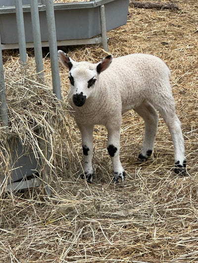 SOLD | Upperville My Fair Lady | F1 Ewe lamb