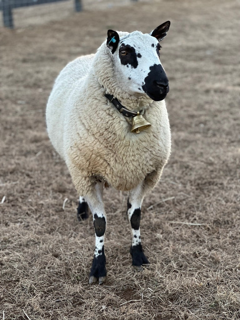 SOLD | GTF PIPER | F2 Ram