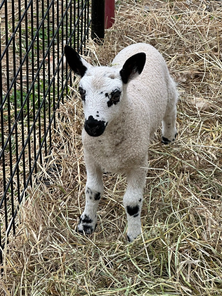 SOLD | Upperville Forget Me Not | F1 Ewe Lamb