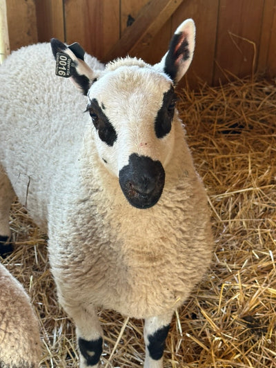 SOLD | Upperville Henry | F4 Ram Lamb