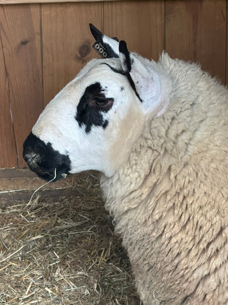 SOLD | Upperville Arthur | F3 Ram