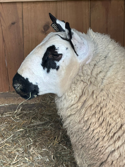 SOLD | Upperville Arthur | F3 Ram