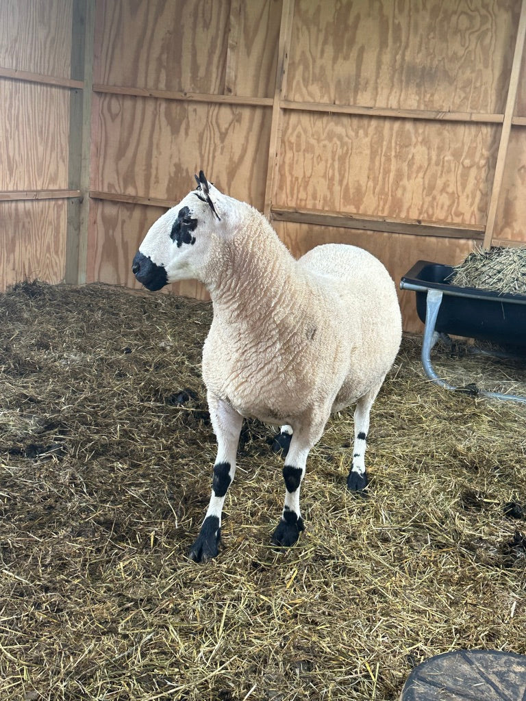 SOLD | Upperville Arthur | F3 Ram