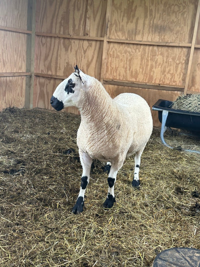 SOLD | Upperville Arthur | F3 Ram