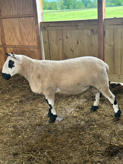 SOLD | Upperville Arthur | F3 Ram