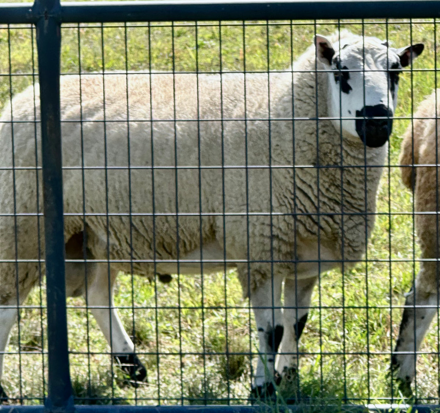 Upperville Leo- 85.5% F2 Registered Kerry Hill Ram