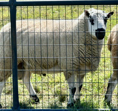 Upperville Leo- 85.5% F2 Registered Kerry Hill Ram
