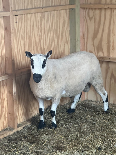 SOLD | Upperville Arthur | F3 Ram