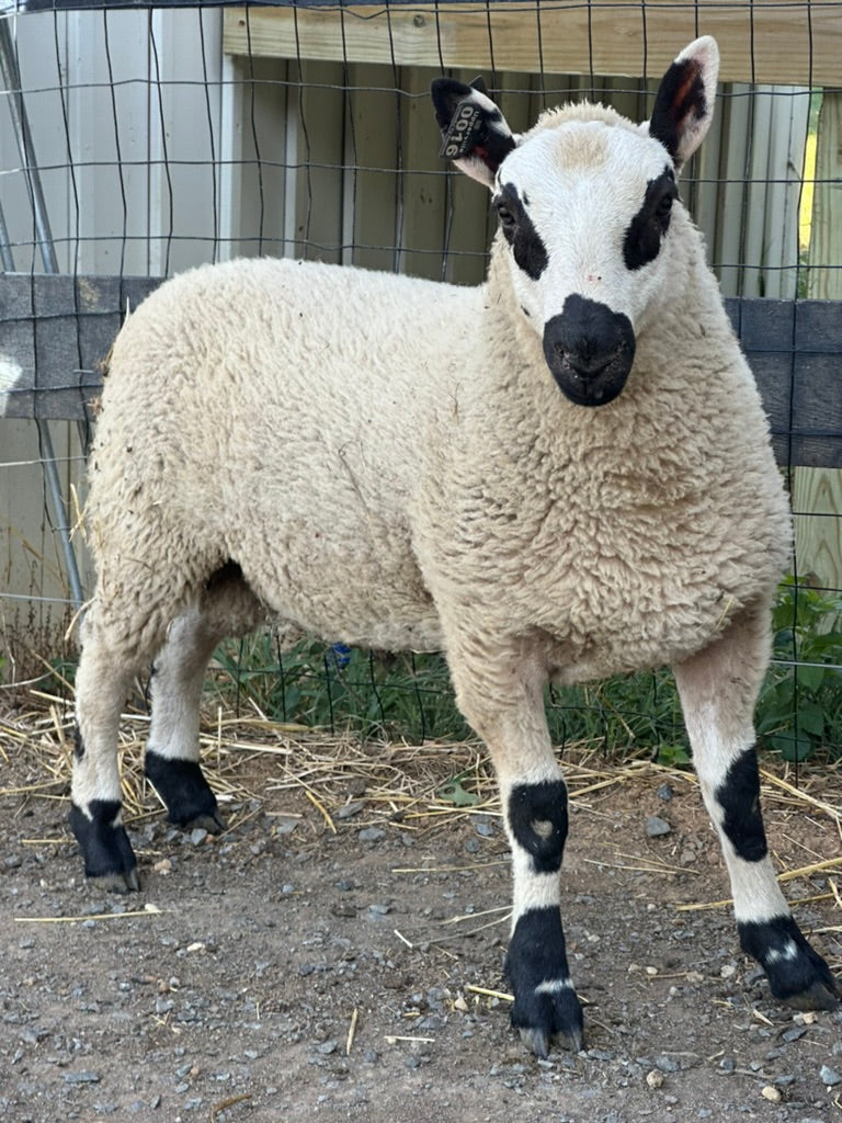 SOLD | Upperville Henry | F4 Ram Lamb