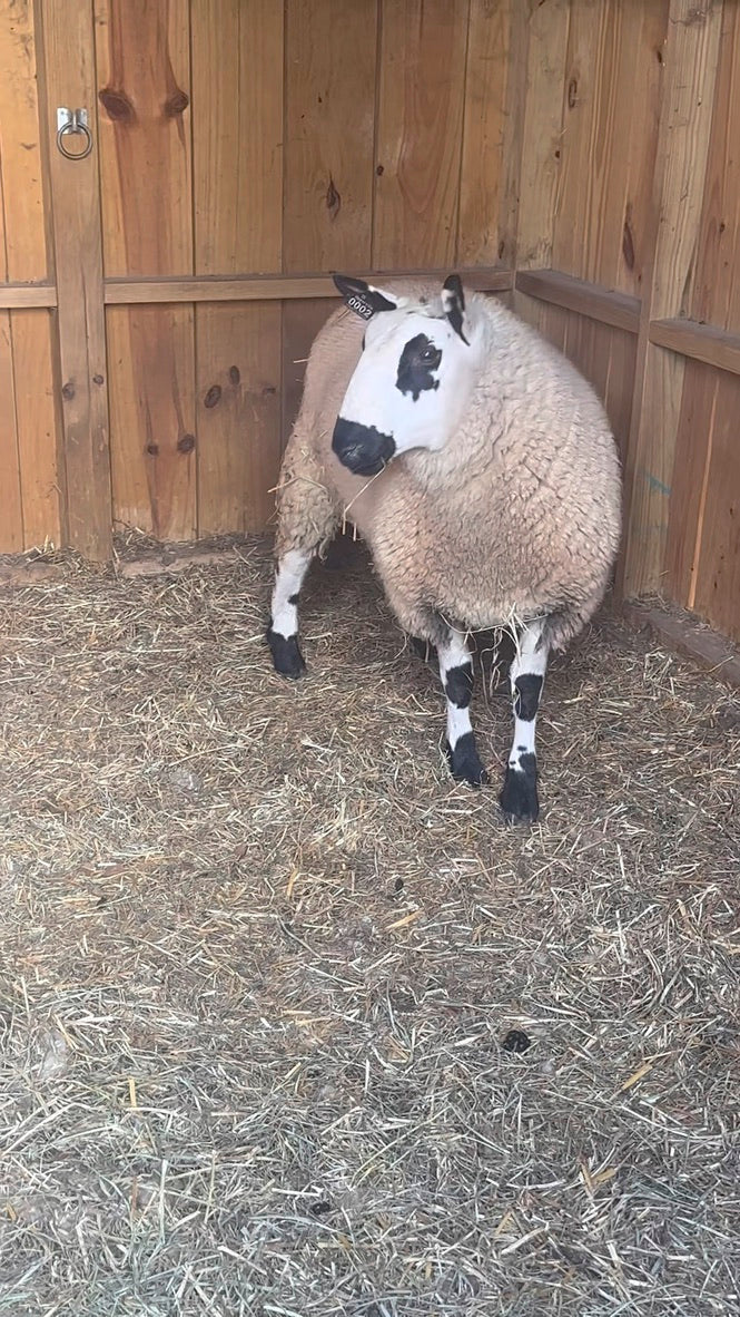 SOLD | Upperville Arthur | F3 Ram