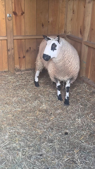 SOLD | Upperville Arthur | F3 Ram