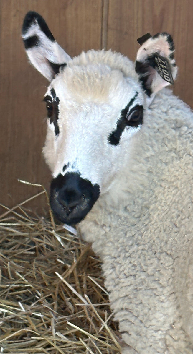 SOLD | Upperville Daisy | F2 Ewe lamb