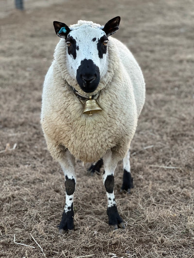 SOLD | GTF PIPER | F2 Ram