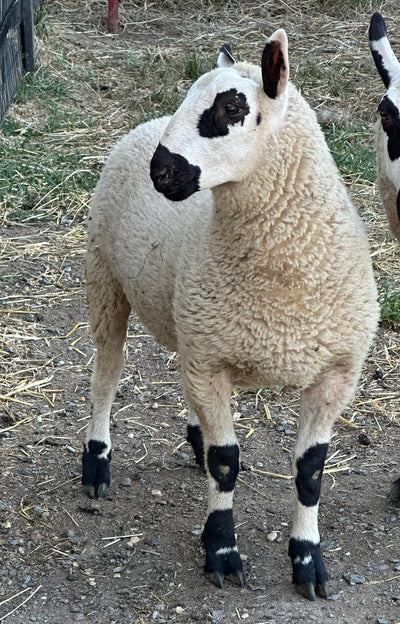 SOLD | Upperville Henry | F4 Ram Lamb
