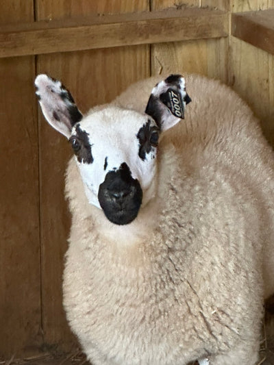 SOLD | Upperville My Fair Lady | F1 Ewe lamb