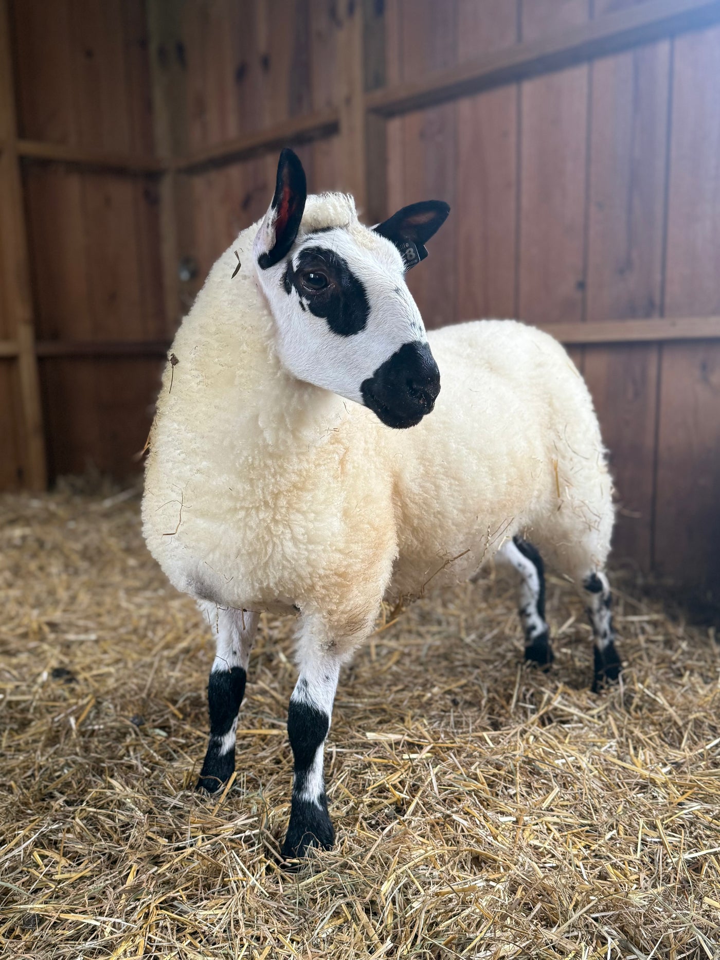 SOLD | Upperville Ruby| F3 Ewe Lamb