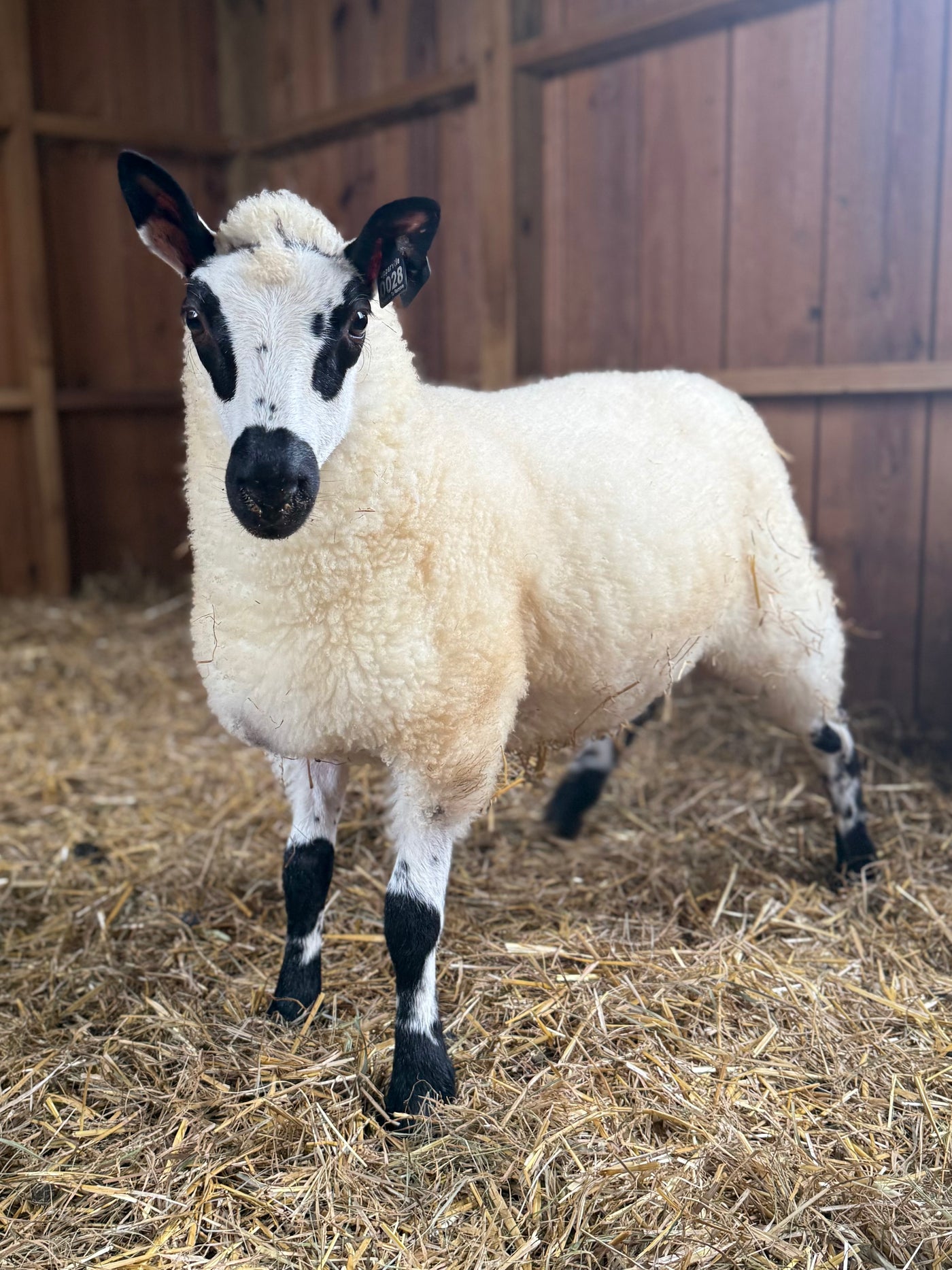 SOLD | Upperville Ruby| F3 Ewe Lamb