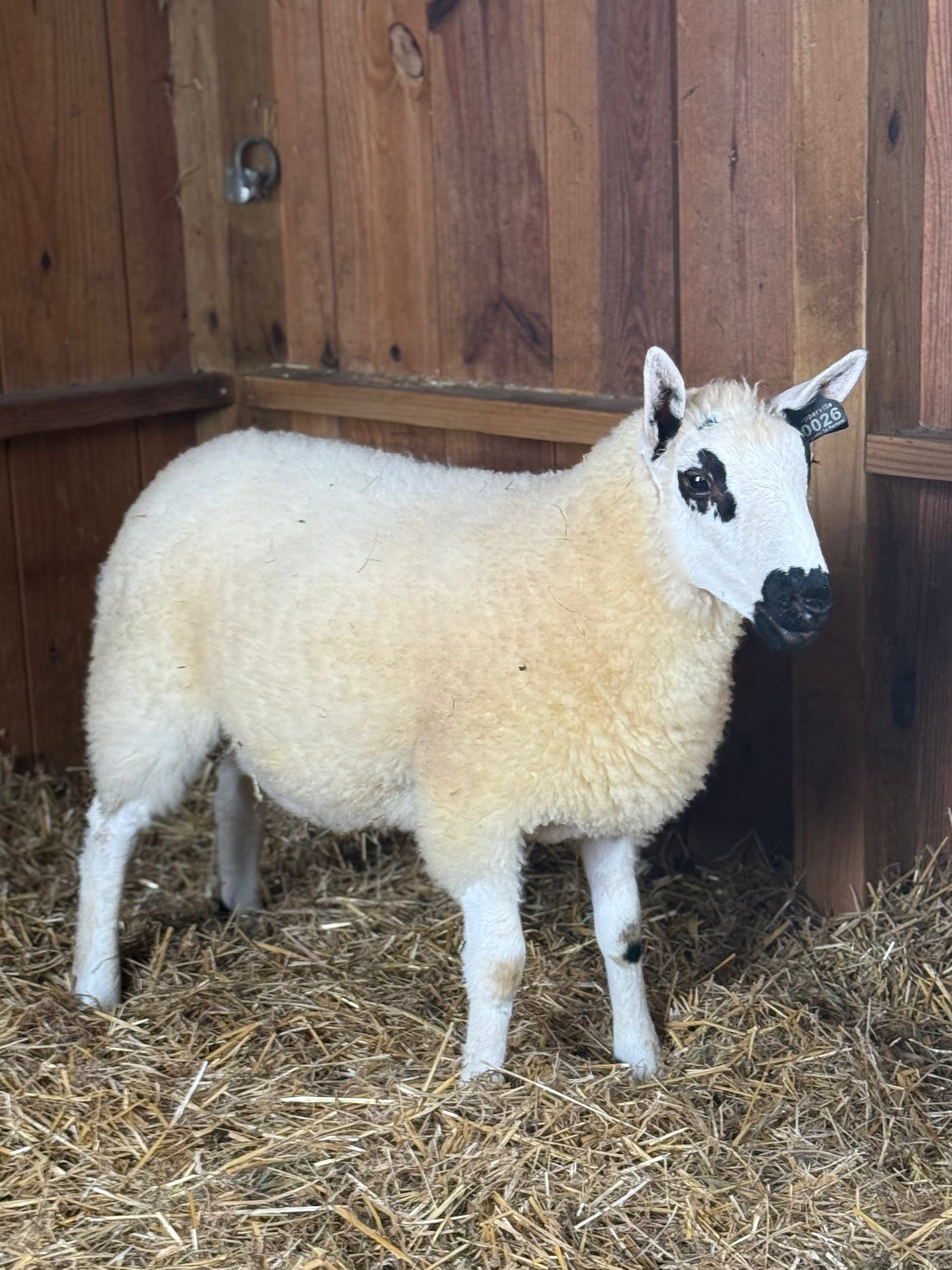 SOLD | Upperville Blanche | F3 Ewe Lamb