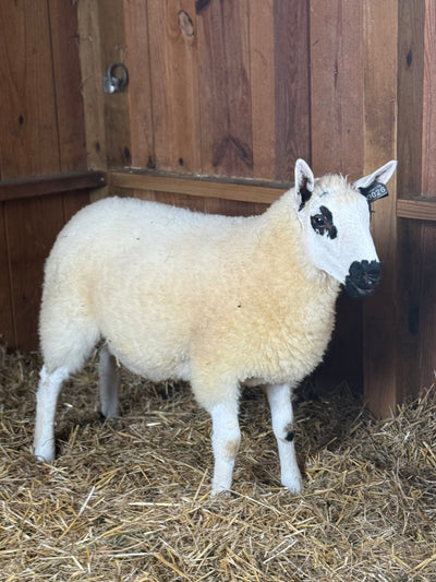 SOLD | Upperville Blanche | F3 Ewe Lamb