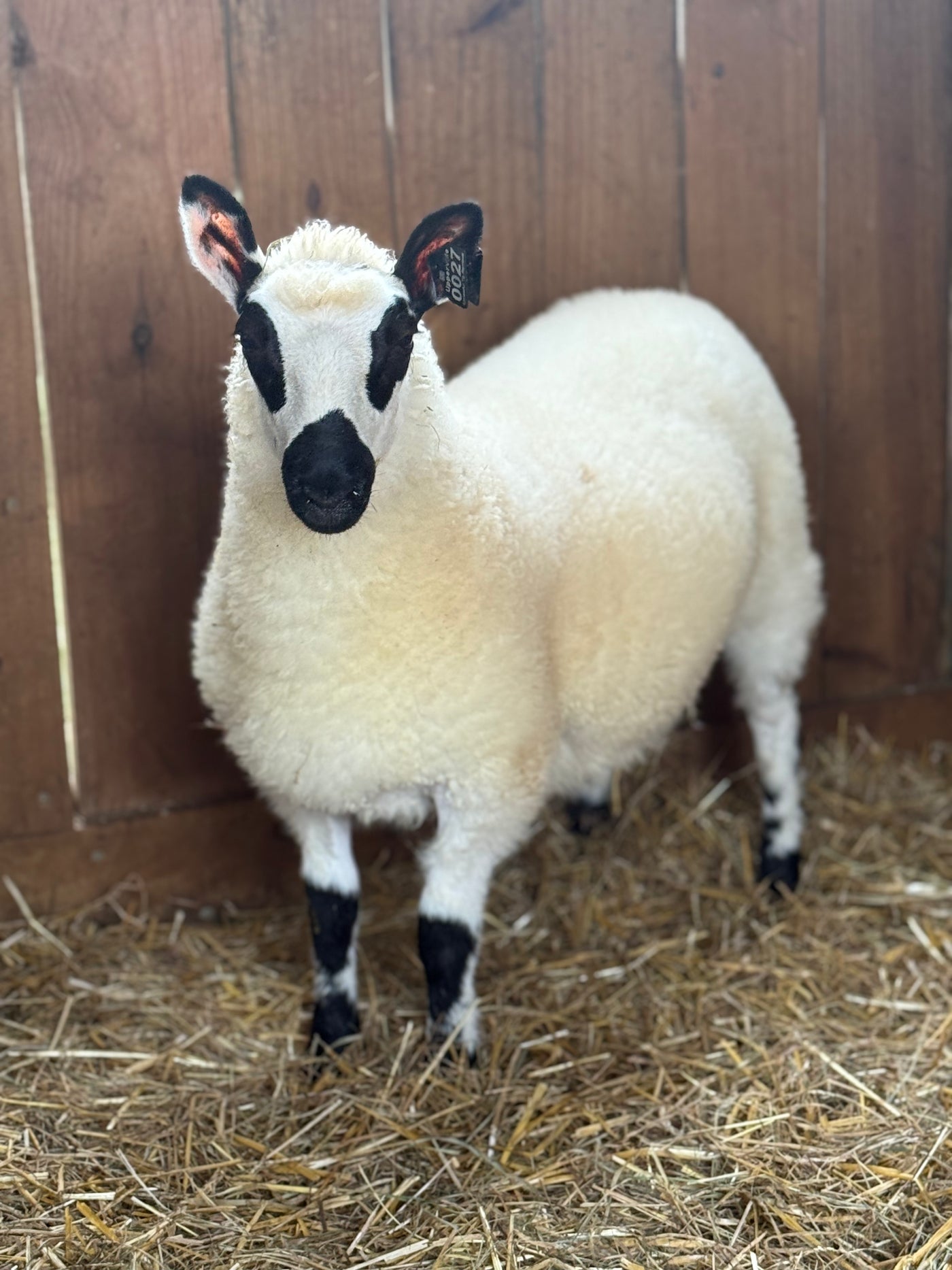 SOLD | Upperville Agatha | F4 Ewe Lamb