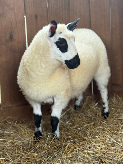 SOLD | Upperville Agatha | F4 Ewe Lamb