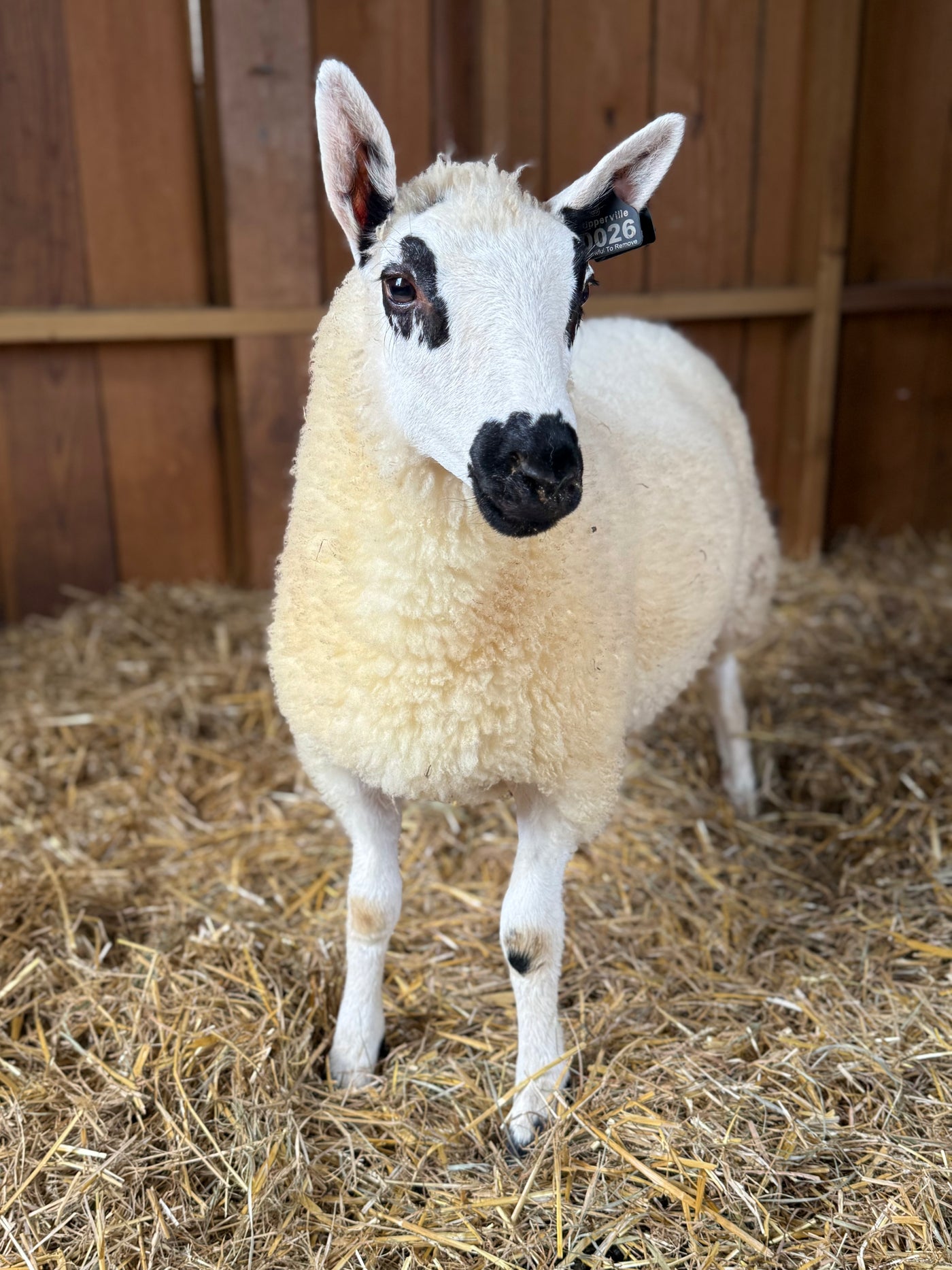 SOLD | Upperville Blanche | F3 Ewe Lamb