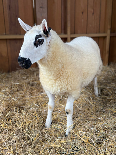 SOLD | Upperville Blanche | F3 Ewe Lamb