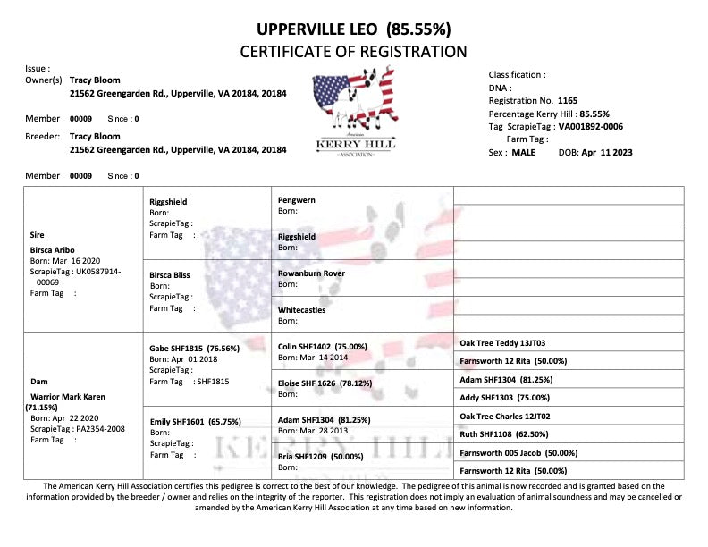 Upperville Leo- 85.5% F2 Registered Kerry Hill Ram