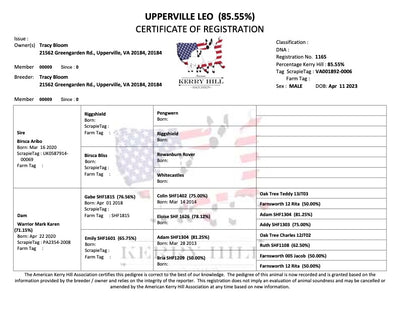 Upperville Leo- 85.5% F2 Registered Kerry Hill Ram